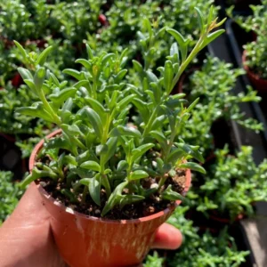 String of Dolphins Plant - Trailing Succulent in 4'' Pot - Hanging Live Plant