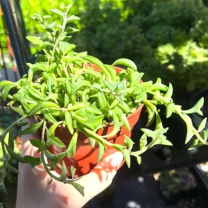 String of Dolphins Plant - Trailing Succulent in 4'' Pot - Hanging Live Plant