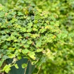 String of Frogs Plant - Ficus Pumila Quercifolia - Rare Houseplant 3 inch Pot