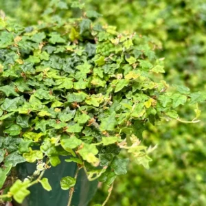 String of Frogs Plant - Ficus Pumila Quercifolia - Rare Houseplant 3 inch Pot