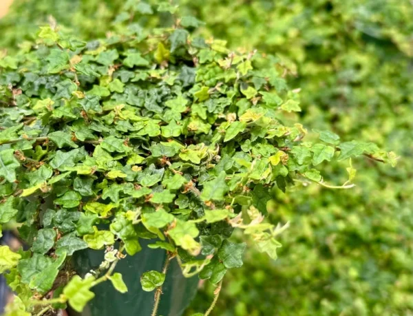 String of Frogs Plant - Ficus Pumila Quercifolia - Rare Houseplant 3 inch Pot