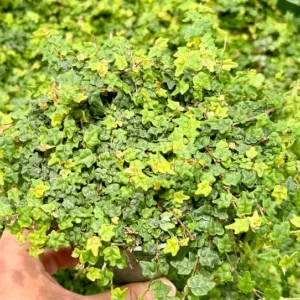 String of Frogs Plant - Ficus Pumila Quercifolia - Rare Houseplant 3 inch Pot