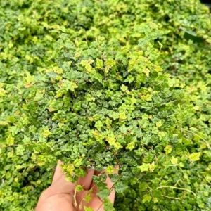 String of Frogs Plant - Ficus Pumila Quercifolia - Rare Houseplant 3 inch Pot