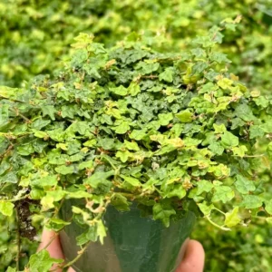 String of Frogs Plant - Ficus Pumila Quercifolia - Rare Houseplant 3 inch Pot