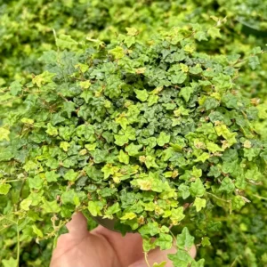 String of Frogs Plant - Ficus Pumila Quercifolia - Rare Houseplant 3 inch Pot
