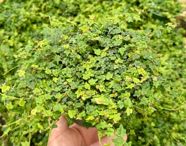 String of Frogs Plant - Ficus Pumila Quercifolia - Rare Houseplant 3 inch Pot