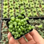String of Pearls Plant Trailing Succulent Indoor Houseplant 2 Inch Pot Live Plant