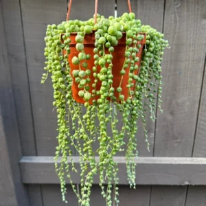 String of Pearls Plant Trailing Succulent Indoor Houseplant 2 Inch Pot Live Plant
