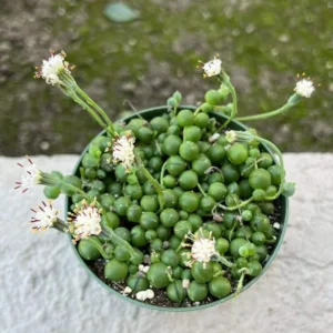 String of Pearls Plant Trailing Succulent Indoor Houseplant 2 Inch Pot Live Plant