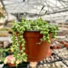 String of Pearls Plant Trailing Succulent Indoor Houseplant 2 Inch Pot Live Plant