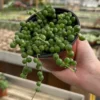 String of Pearls Plant Trailing Succulent Indoor Houseplant 2 Inch Pot Live Plant