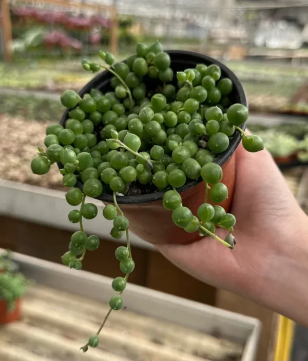 String of Pearls Plant Trailing Succulent Indoor Houseplant 2 Inch Pot Live Plant