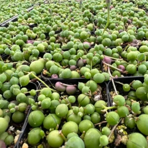 String of Pearls Plant Trailing Succulent Indoor Houseplant 2 Inch Pot Live Plant