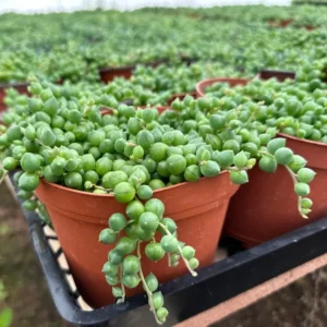 String of Pearls Plant Trailing Succulent Indoor Houseplant 2 Inch Pot Live Plant