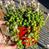 String of Pearls Succulent Hanging Plant - 6'' Live Trailing Plant