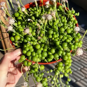 String of Pearls Succulent Hanging Plant - 6'' Live Trailing Plant
