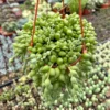 String of Tears Trailing Succulent 6" Hanging Plant Home Decor
