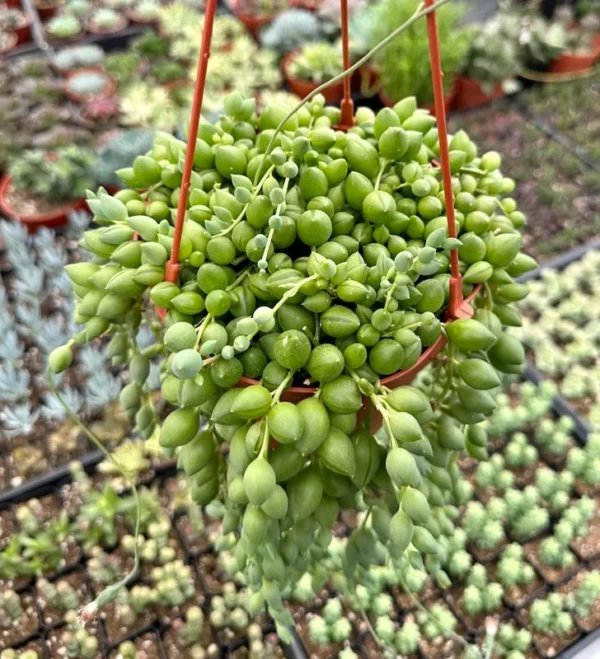 String of Tears Trailing Succulent 6" Hanging Plant Home Decor
