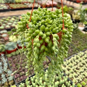 String of Tears Trailing Succulent 6" Hanging Plant Home Decor