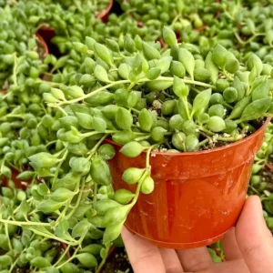 String of Tears Trailing Succulent 6