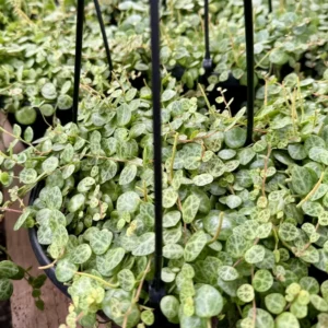 String of Turtles Trailing Succulent Hanging Plant 3in Pot Home Decor