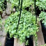 String of Turtles Trailing Succulent Hanging Plant 3in Pot Home Decor