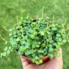 String of Turtles Trailing Succulent Hanging Plant 3in Pot Home Decor