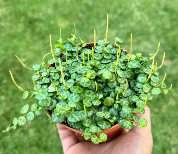 String of Turtles Trailing Succulent Hanging Plant 3in Pot Home Decor