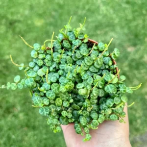 String of Turtles Trailing Succulent Hanging Plant 3in Pot Home Decor