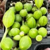 String of Watermelon Trailing Succulent Plant - Hanging - 2 inch Pot