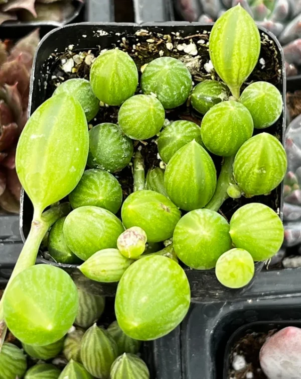 String of Watermelon Trailing Succulent Plant - Hanging - 2 inch Pot