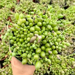String of Watermelon Trailing Succulent Plant - Hanging - 2 inch Pot
