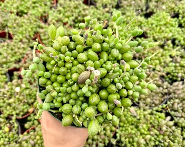 String of Watermelon Trailing Succulent Plant - Hanging - 2 inch Pot