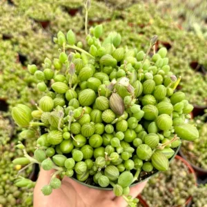 String of Watermelon Trailing Succulent Plant - Hanging - 2 inch Pot