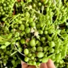 String of Watermelon Trailing Succulent Plant - Hanging - 2 inch Pot