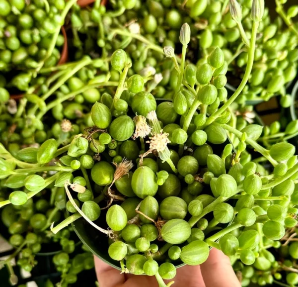 String of Watermelon Trailing Succulent Plant - Hanging - 2 inch Pot