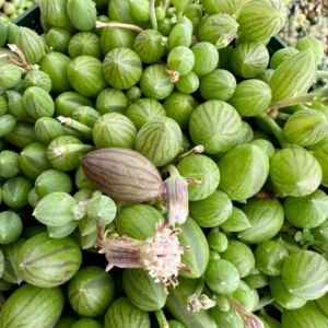 String of Watermelon Trailing Succulent Plant - Hanging - 2 inch Pot