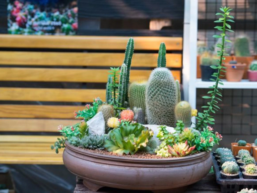 Succulent Garden Set - best plant gifts for father's day 2025