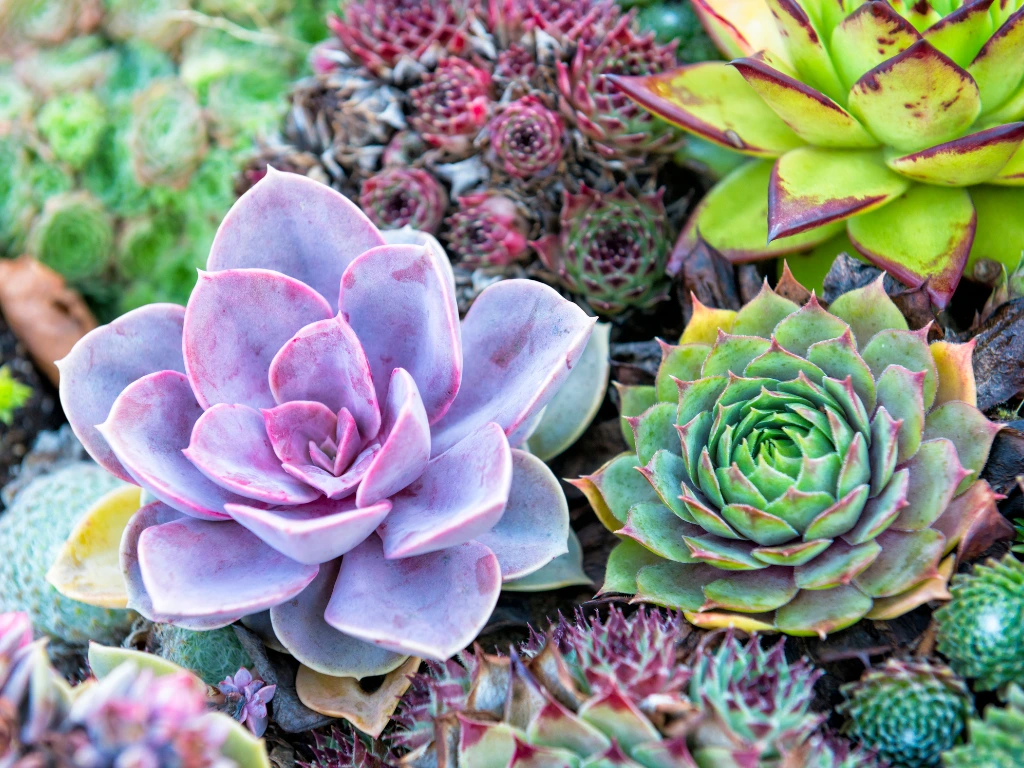 Succulent Garden - father's day plant gifts 
