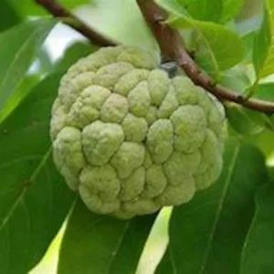 Sugar Apple Tree - 3 Gallon Potted Plant 2+ Feet - High Yield - Not Ship CA