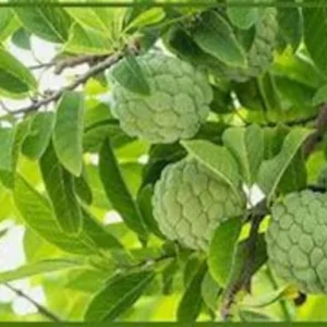 Sugar Apple Tree - 3 Gallon Potted Plant 2+ Feet - High Yield - Not Ship CA