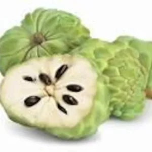 Sugar Apple Tree - 3 Gallon Potted Plant 2+ Feet - High Yield - Not Ship CA