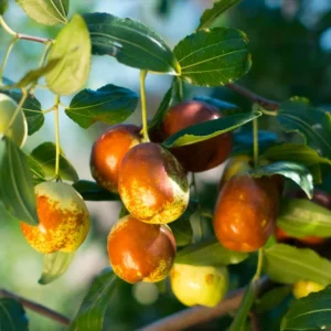 Sugar Can Jujube Tree - 3 Feet Tall Grafted Tree - 3gal Pot