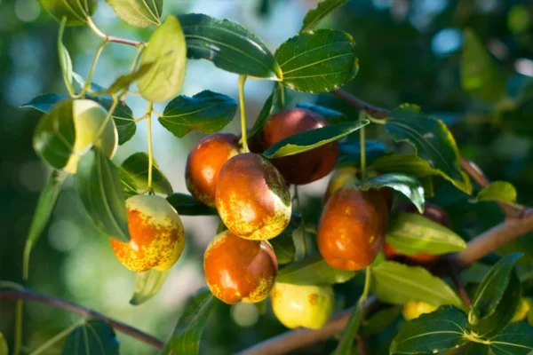 Sugar Can Jujube Tree - 3 Feet Tall Grafted Tree - 3gal Pot