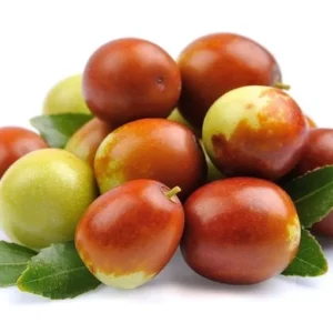 Sugar Can Jujube Tree - 3 Feet Tall Grafted Tree - 3gal Pot