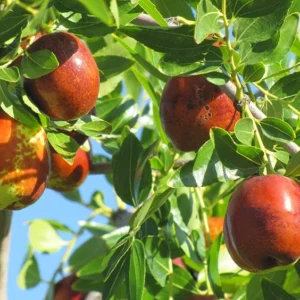 Sugar Can Jujube Tree - 3 Feet Tall Grafted Tree - 3gal Pot