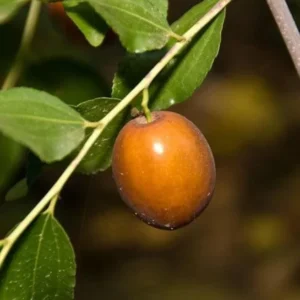 Sugar Can Jujube Tree - 3 Feet Tall Grafted Tree - 3gal Pot