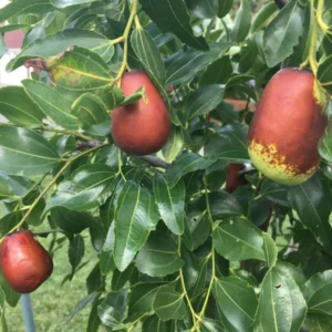 Sugar Cane Jujube Tree - 3ft Grafted Chinese Date Plant - 3 Gal Pot