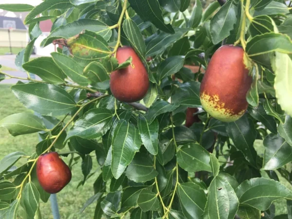 Sugar Cane Jujube Tree - 3ft Grafted Chinese Date Plant - 3 Gal Pot