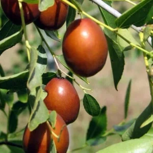 Sugar Cane Jujube Tree - 3ft Grafted Chinese Date Plant - 3 Gal Pot